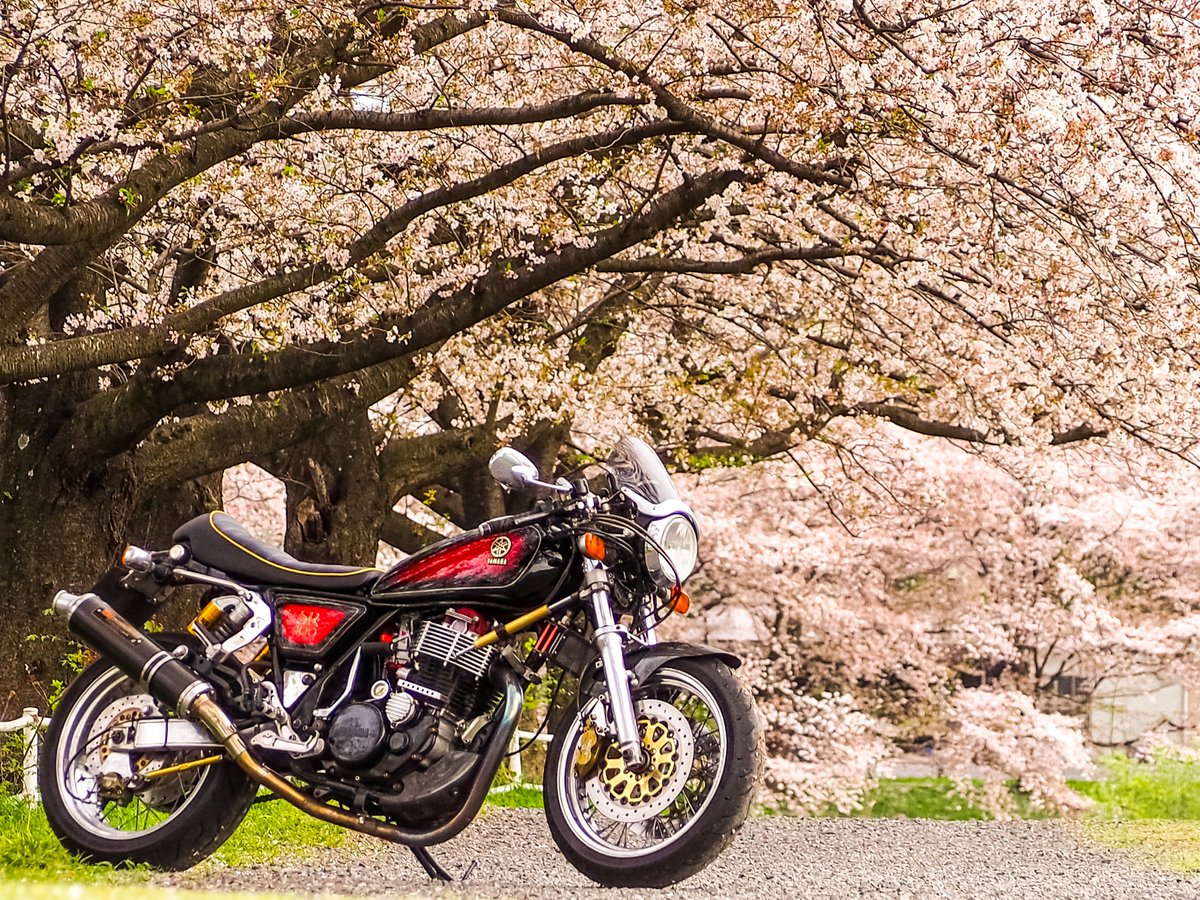 NakedKouji's tweet photo. #春が恋しいのでお花と愛車の画像を無言で貼ってね見た人もやってねお願い

#SR400 #SR500 #SR534 #1jr 
#タクト #tact #AB07 
#モンキー #MONKEY #z50j https://t.co/G0919aUwBv