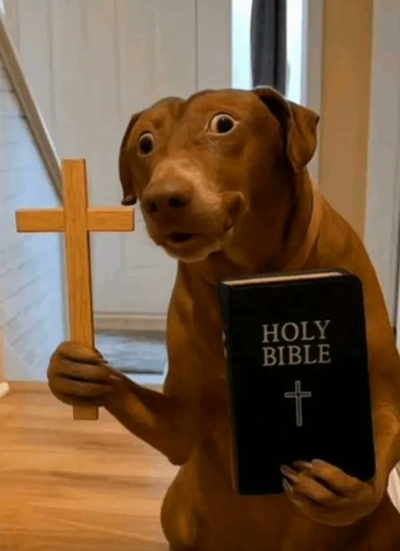 ในวันที่25นี้จะเป็นวันเกิดของเจ้าเหมียวทิวาเอง 
ใครๆที่อยากอวยพรให้กับเจ้าเเมวมาอวยพรกันได้ผ่านฟอร์มนี้นะงับ
ใครอยากอวยพรหรืออยากต่อยเเมวเชิญนะค้าบ 
ยินดีนะจ้ะ นายจ๋าาาาาาาาา 
อวยพรได้ที่นี่นะค้าบ: 
forms.gle/ZVSmQicQKjaygr…

ฟอร์มจะปิดตัววันที่25 เวลา17.00น. นะค้าบ....เเมว