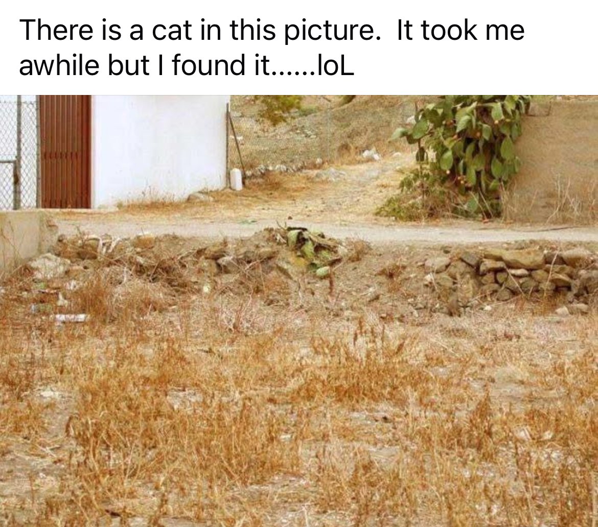 TeN's tweet image. 15 years ago, I even made a group chat with my sibs just to show them i found the cat. Now I can’t find the cat in the picture at all