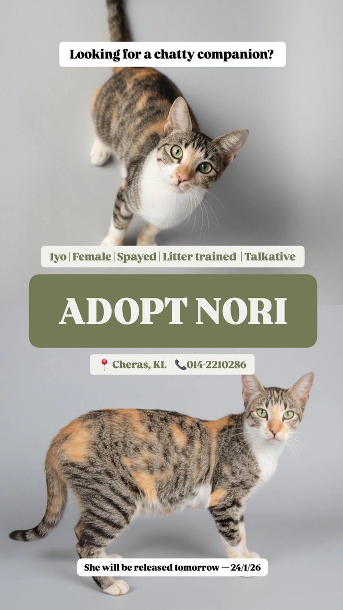 stockingmocha's tweet image. Today last day for Nori. 

Spay wound dia dah healed. Esok dah boleh released. Still 0 enquiries. 

Boleh tolong share? Hopefully dia dapat chance untuk diadopt &amp;amp; stay safely indoors.