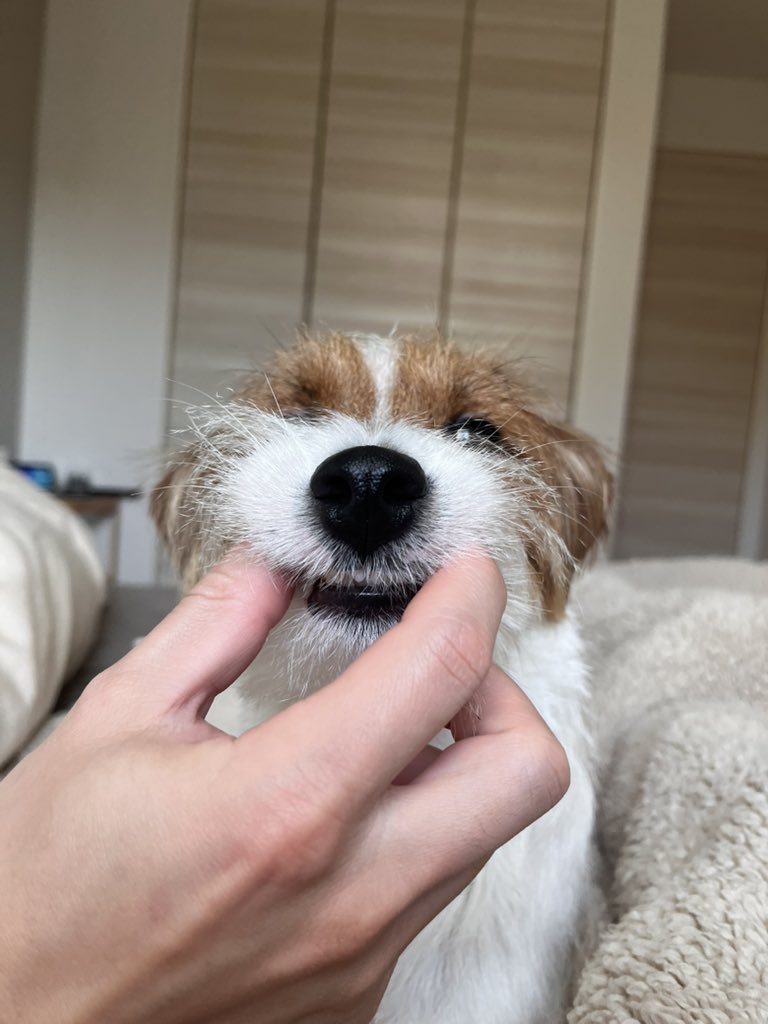 お昼寝ぱやちゃん
ずっと一緒に寝てたいねぇ💤