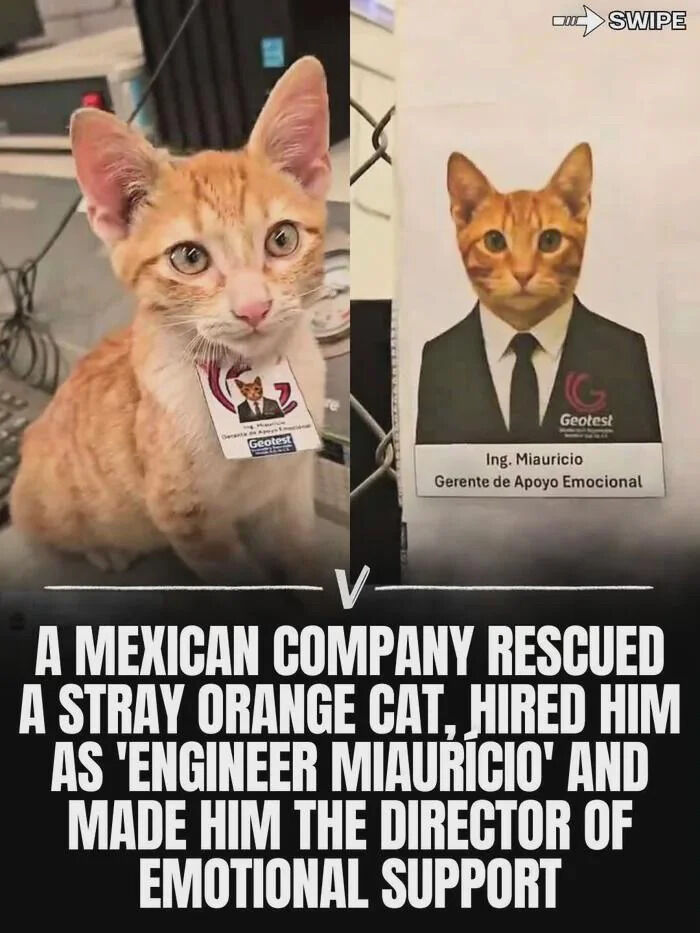 WholesomeMemes tweet media