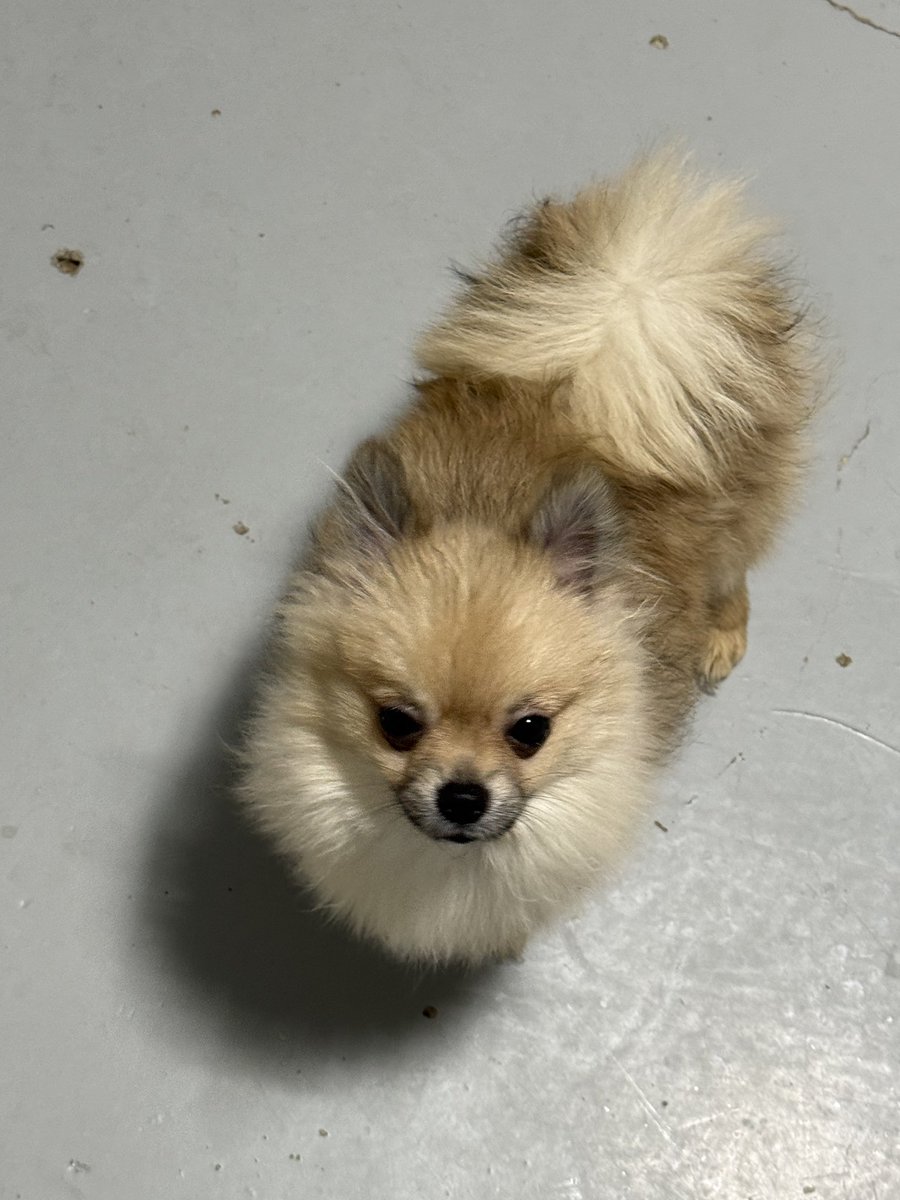 하남시 보호소 입양홍보 tweet media