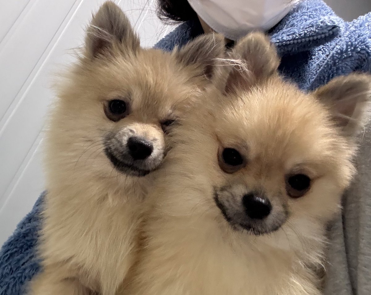 하남시 보호소 입양홍보 tweet media