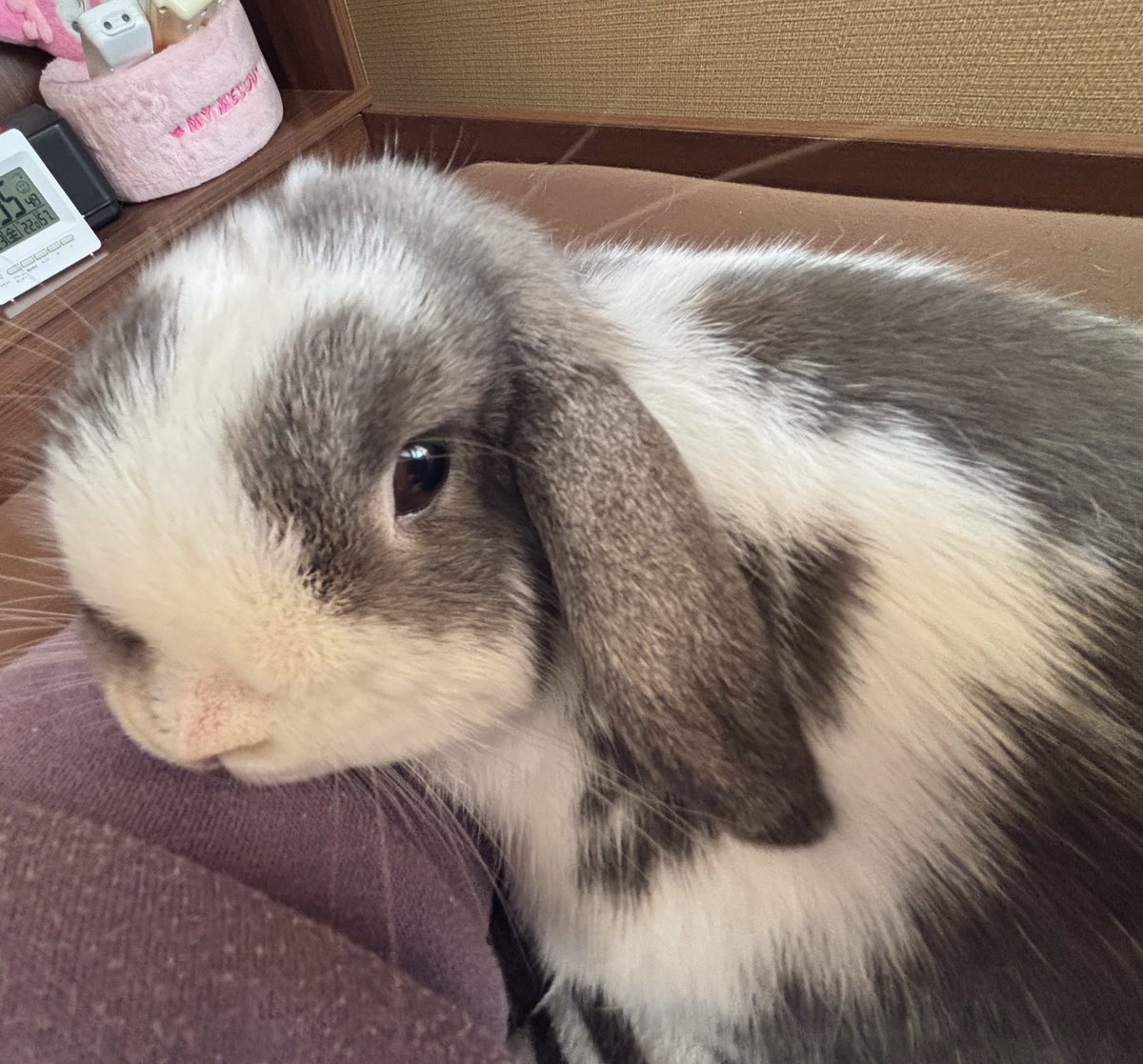 wsl8q's tweet image. 