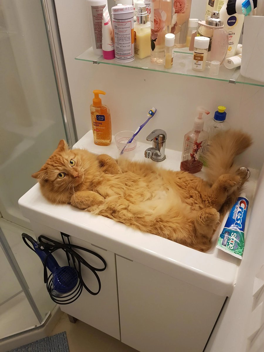 Why you should have a cat tweet media