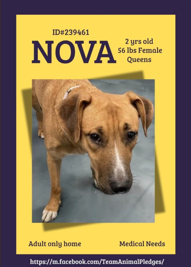 CharBolen's tweet image. NOVA 💖 #239461  2yr old Girl 💖 #NYCACC
This adorable little sweetie has been waiting for 
a home for 98 days!! A loving girl that really 
needs a loving home.. she's ready to adopt!
She's being overlooked! No longer has medical 
needs.
#Adopt
#Foster -give her a chance
#Pledge