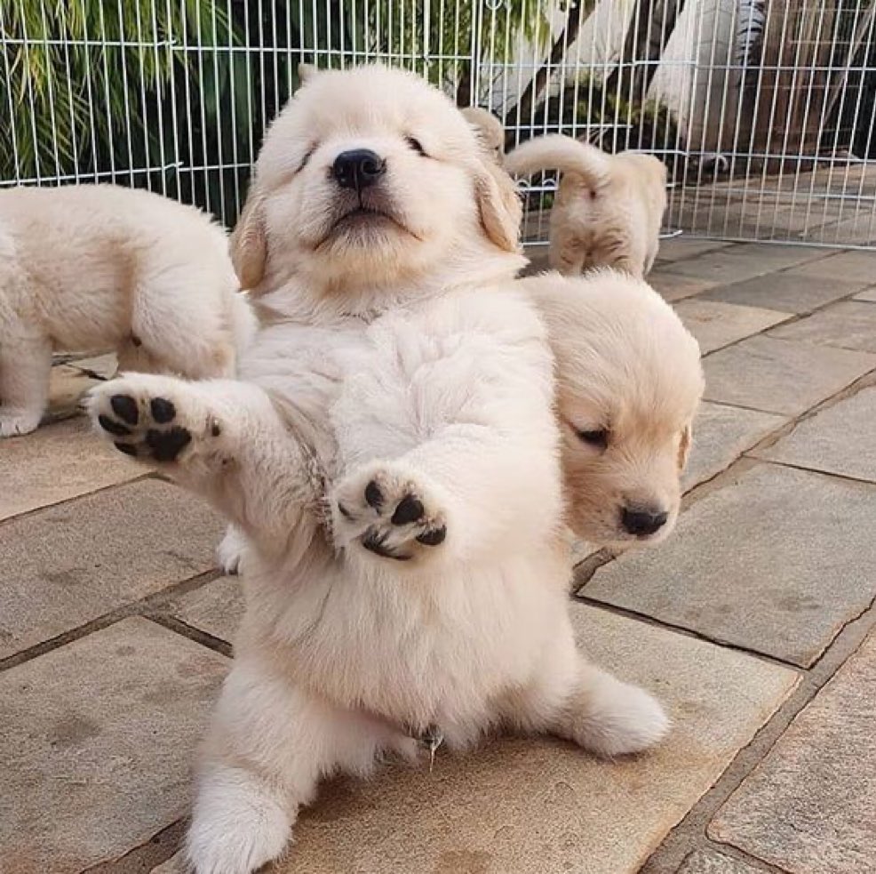 ch0_ha_'s tweet image. 🐾