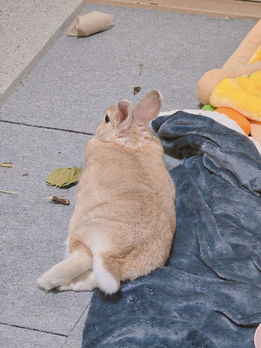 토끼들 주위 다 난리쳐놓고 그 사이에 철푸덕 엎드려 쉬는 거 왜 그러는 걸까
엉덩이는 쪼끄매가지고 엉덩이도 아니고 옹돈니.정도인듯