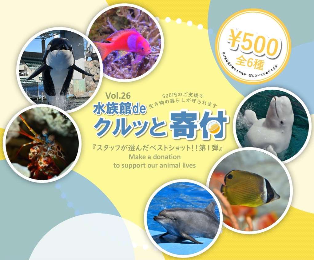 クラゲ グッズ マスキングテープ 水族館 お土産 蓄光 マステ 海月 20mm幅 アルテ - 海の雑貨・水族館グッズ・動物ぬいぐるみ通販ショップ  まんぼう屋ドットコム 名古屋港水族館 30th マスキングテープ