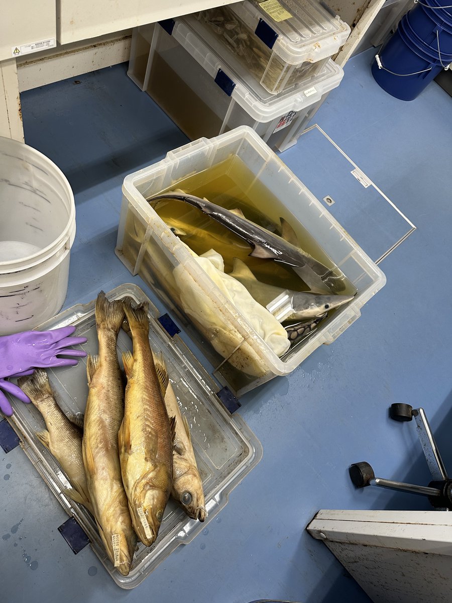 ユキヤ (@yukiyalates) / Posts / X