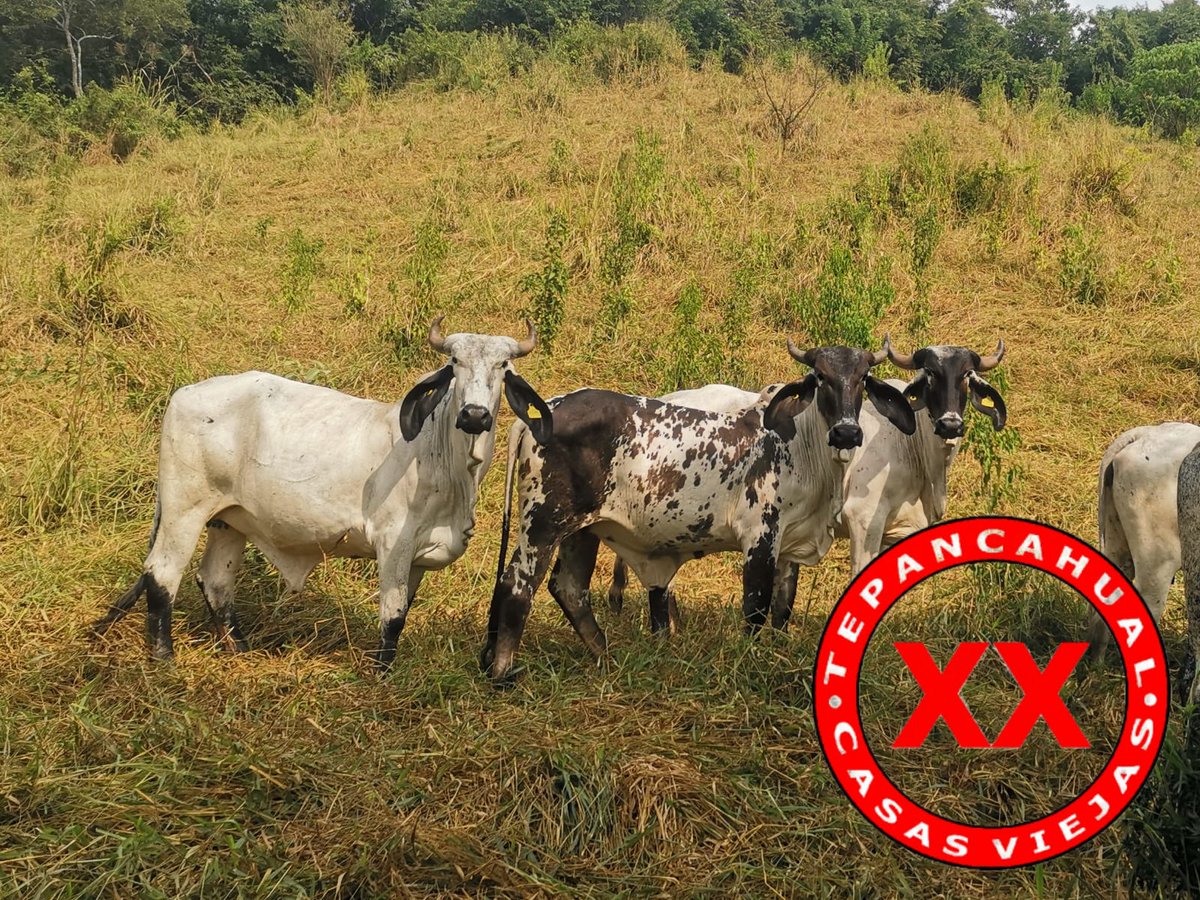 Visitando el Alto para ver si se nos hacía conocer a la nueva ternera del rebaño...

.

.

.

.
#rancho #ranchlife #postalesdelcampo #ganado #cattle #ElCampoNoPara #SoyRanchero #Huasteca #Veracruz #Chiconamel #RanchoCasasViejas #SardoNegro