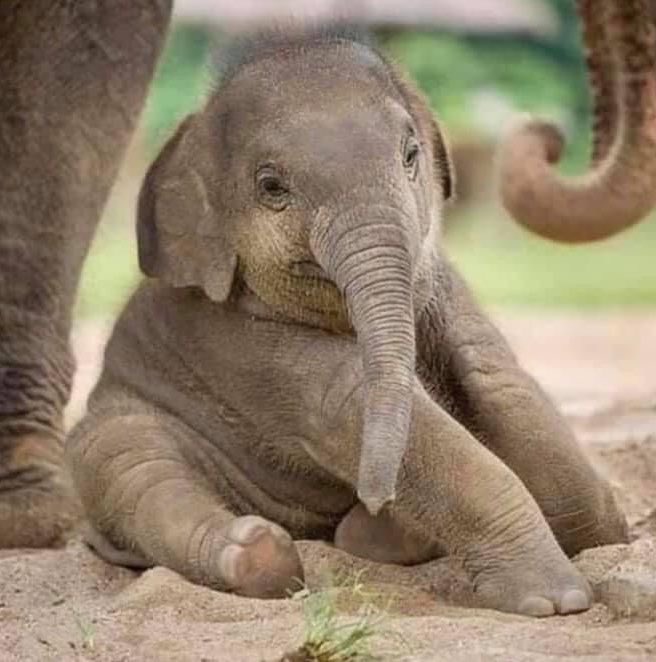 JAYG0TH's tweet image. “big elephant giant baby” feels like the perfect nickname 🥹