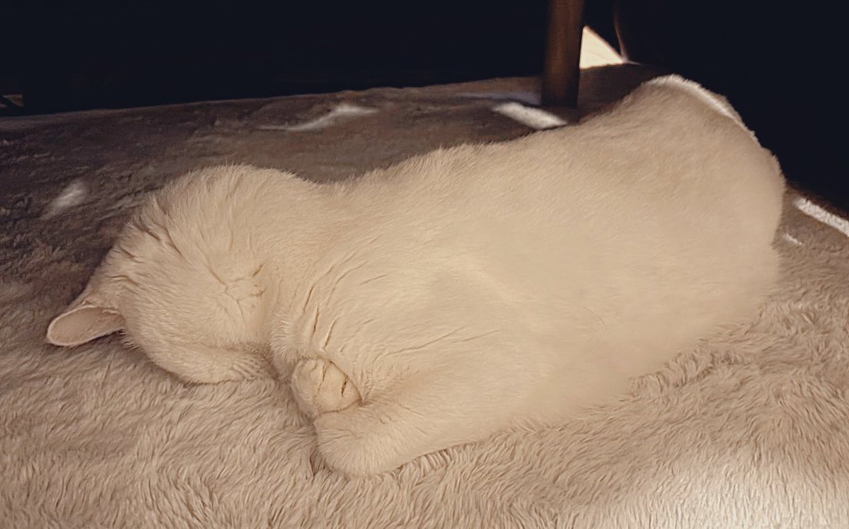 🤍とろけるマシュマロ