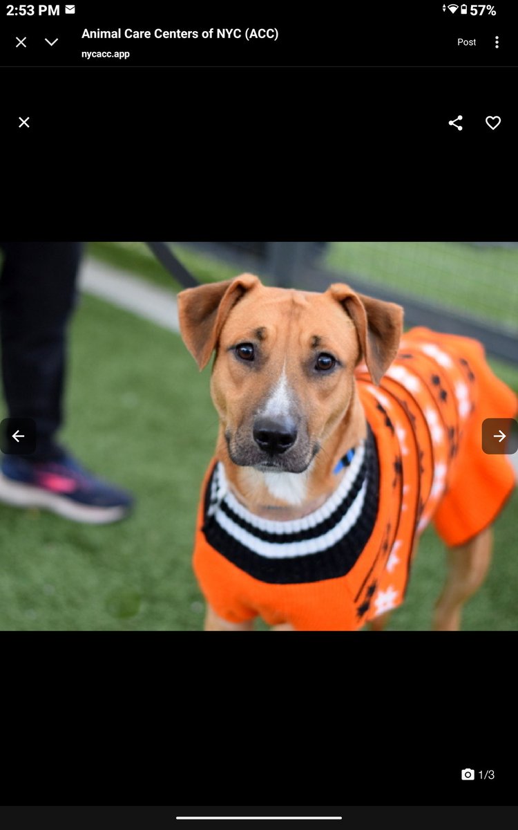 CharBolen's tweet image. THIS IS NOVA AND SHE NEEDS A LOVING 
HOME 🏡 #239461  2yr old Girl 💖#NYCACC
In Queens ACC for 98 days and being overlooked!
 She's a very beautiful little girl inside and out!
She wants to be loved! Ready to adopt!
#Adopt #Foster her to help her get a home!
#Pledge4Rescue 💖🏡💖