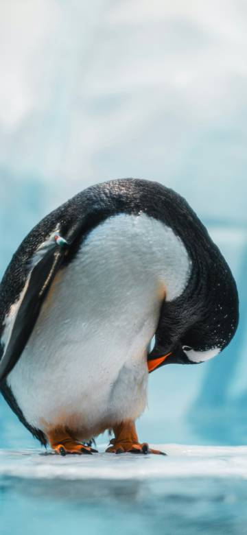 Corbin Football🧙/Sui꧁IP꧂/okx❤️ Memecoin💛 DROP tweet media