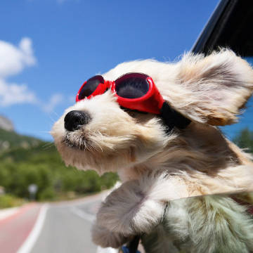 Mein Chihuahua wurde Zweiter bei der Haustier-Sportveranstaltung! Ich habe ihm eine Wurst gekauft und scharfe Nudeln gegessen – Anime-Abend zu Hause ist toll 🐾🍜