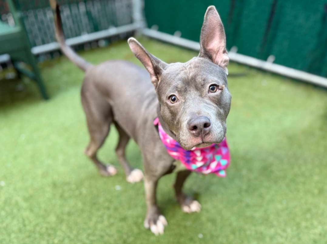 notthesameone2's tweet image. Ivory is the current winner of Best Ears in the House 🐰