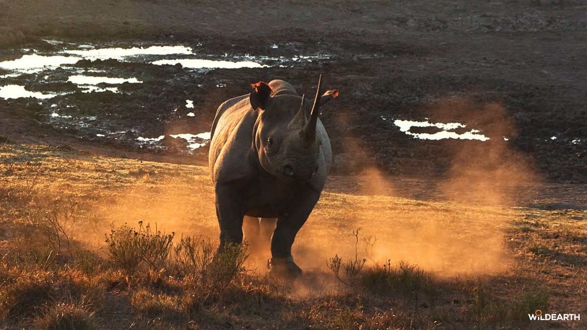 WildEarth tweet media