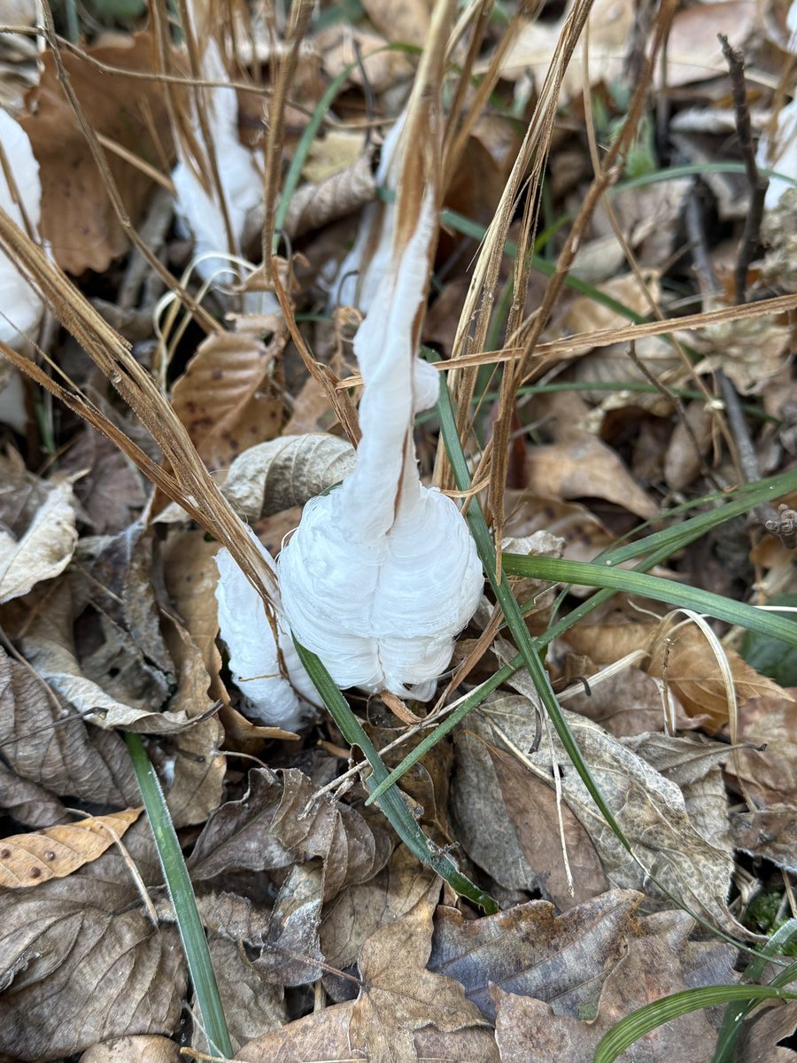 植物園の生態園南側では、寒い朝だけの特別な光景「シモバシラ(霜華
