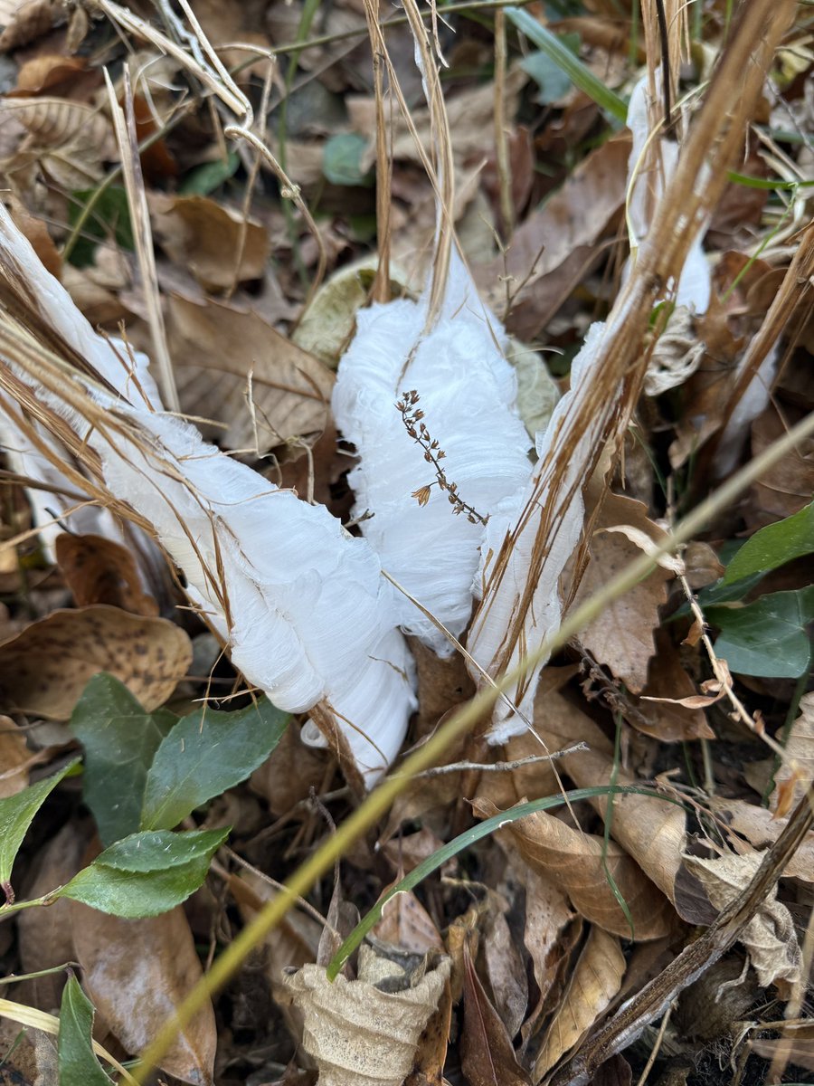 植物園の生態園南側では、寒い朝だけの特別な光景「シモバシラ(霜華