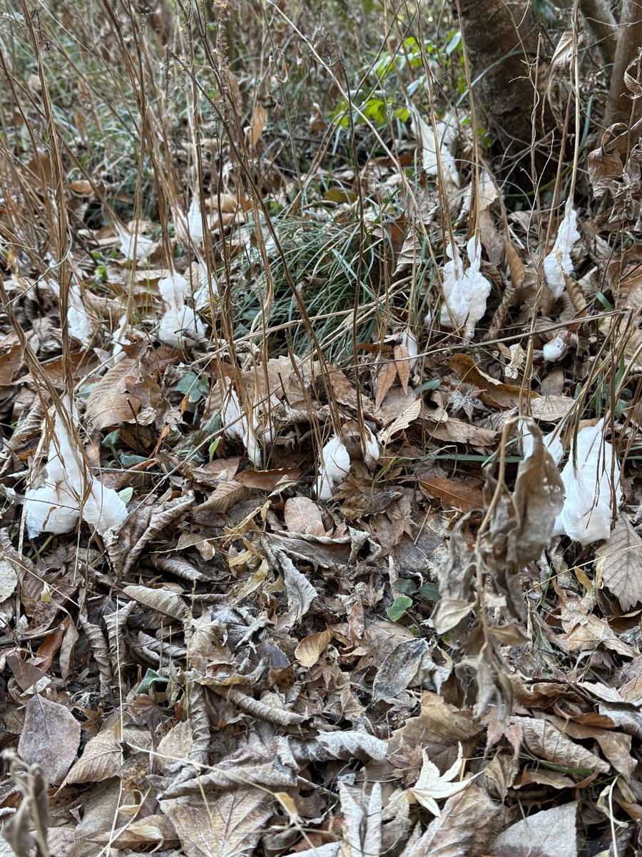 植物園の生態園南側では、寒い朝だけの特別な光景「シモバシラ(霜華