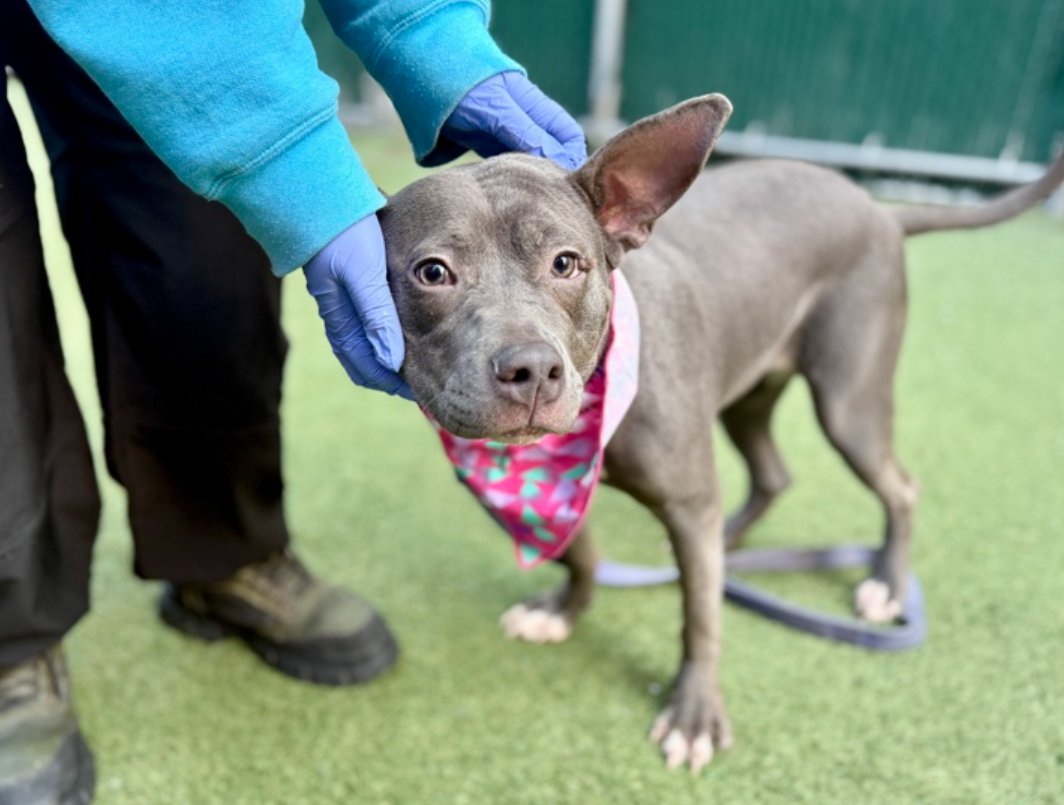 notthesameone2's tweet image. Ivory is the current winner of Best Ears in the House 🐰