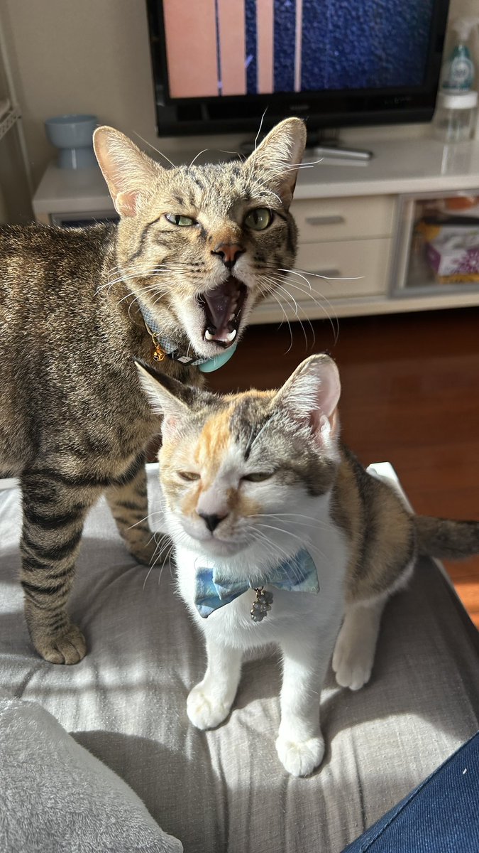 あおにゃ@0y9m🦖育児中 (@xxx4696__) / Posts / X