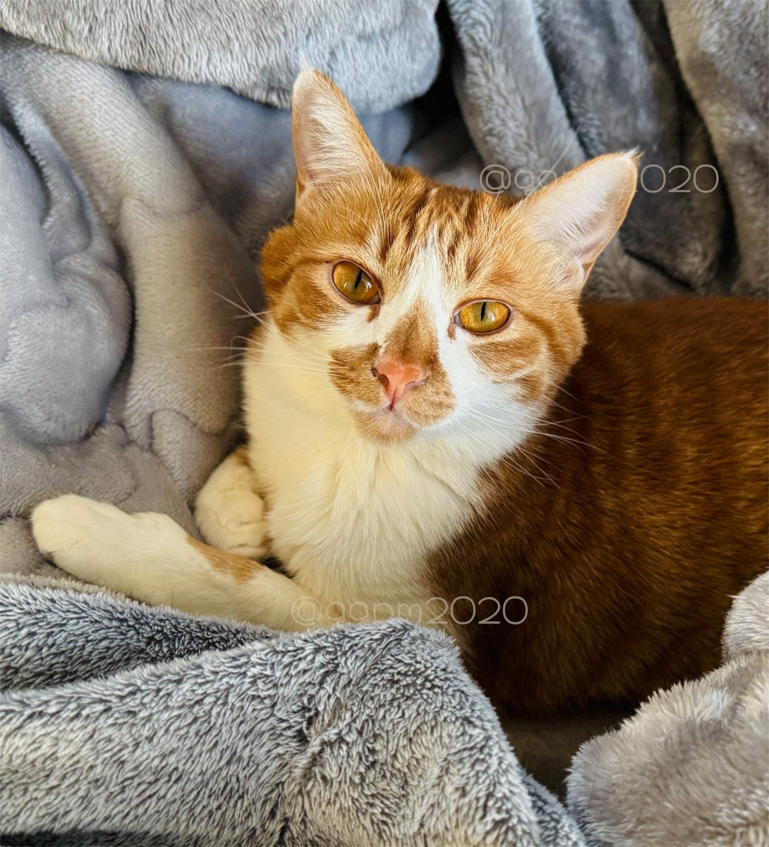 まりもページ まりもページ mamimo (@mamimoron) / Posts / X