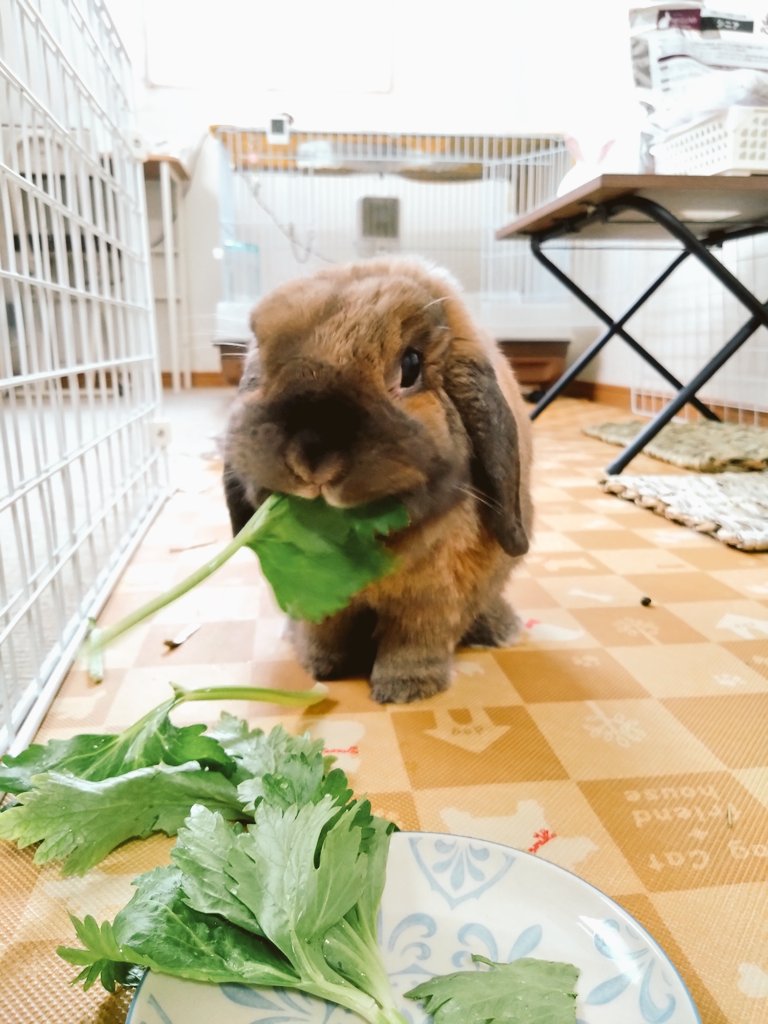 今日はセロリ🌿