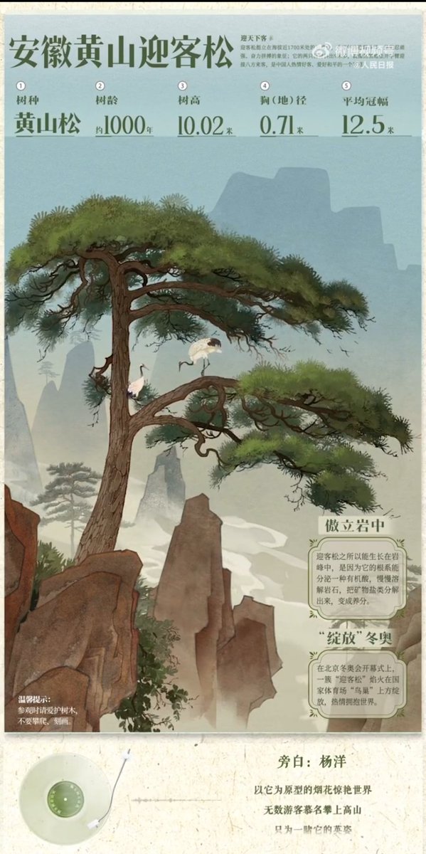 一棵树何以成为中国名片】黄山迎客松，是中国文化的一张重要名片。它