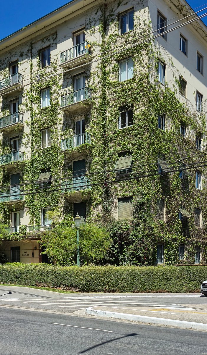 sambainpreludio's tweet image. "ai pq tem bicho" não ligooooo