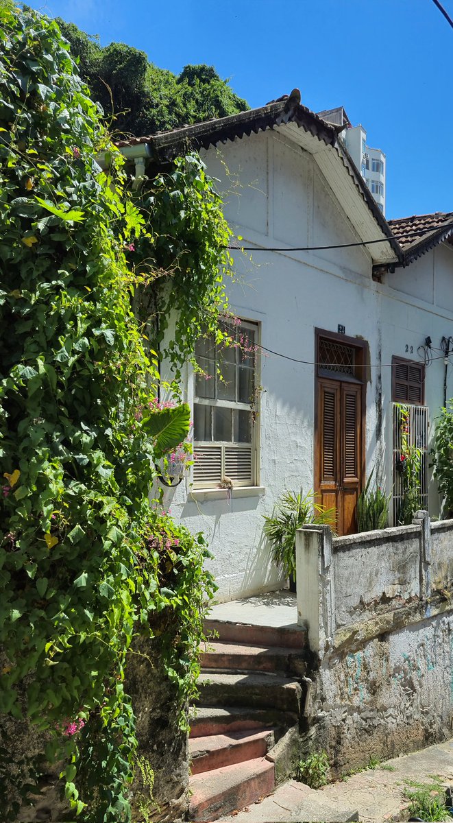 sambainpreludio's tweet image. "ai pq tem bicho" não ligooooo