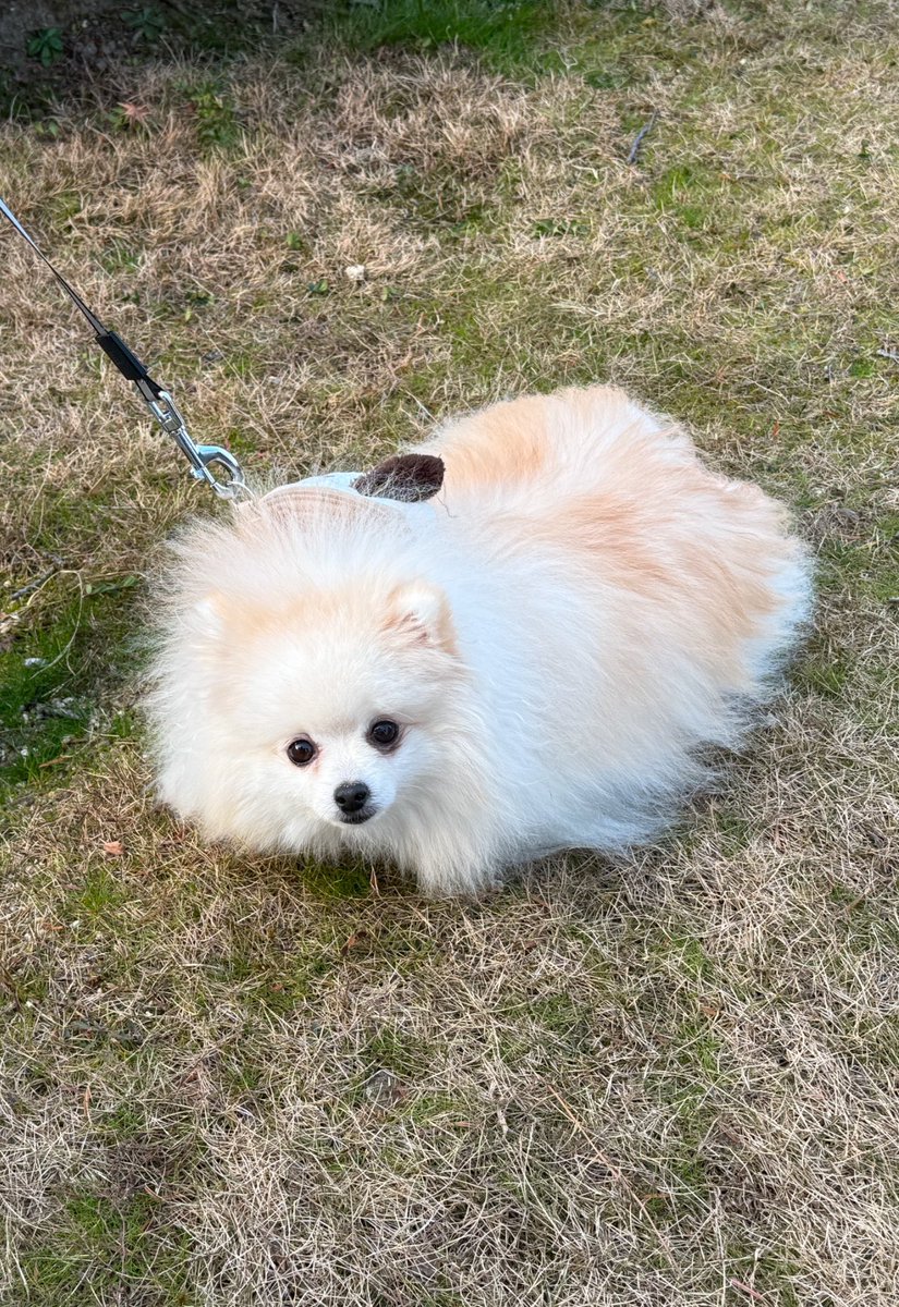 もも・なな💐ポメポメ (@pome_momonana) / Posts / X