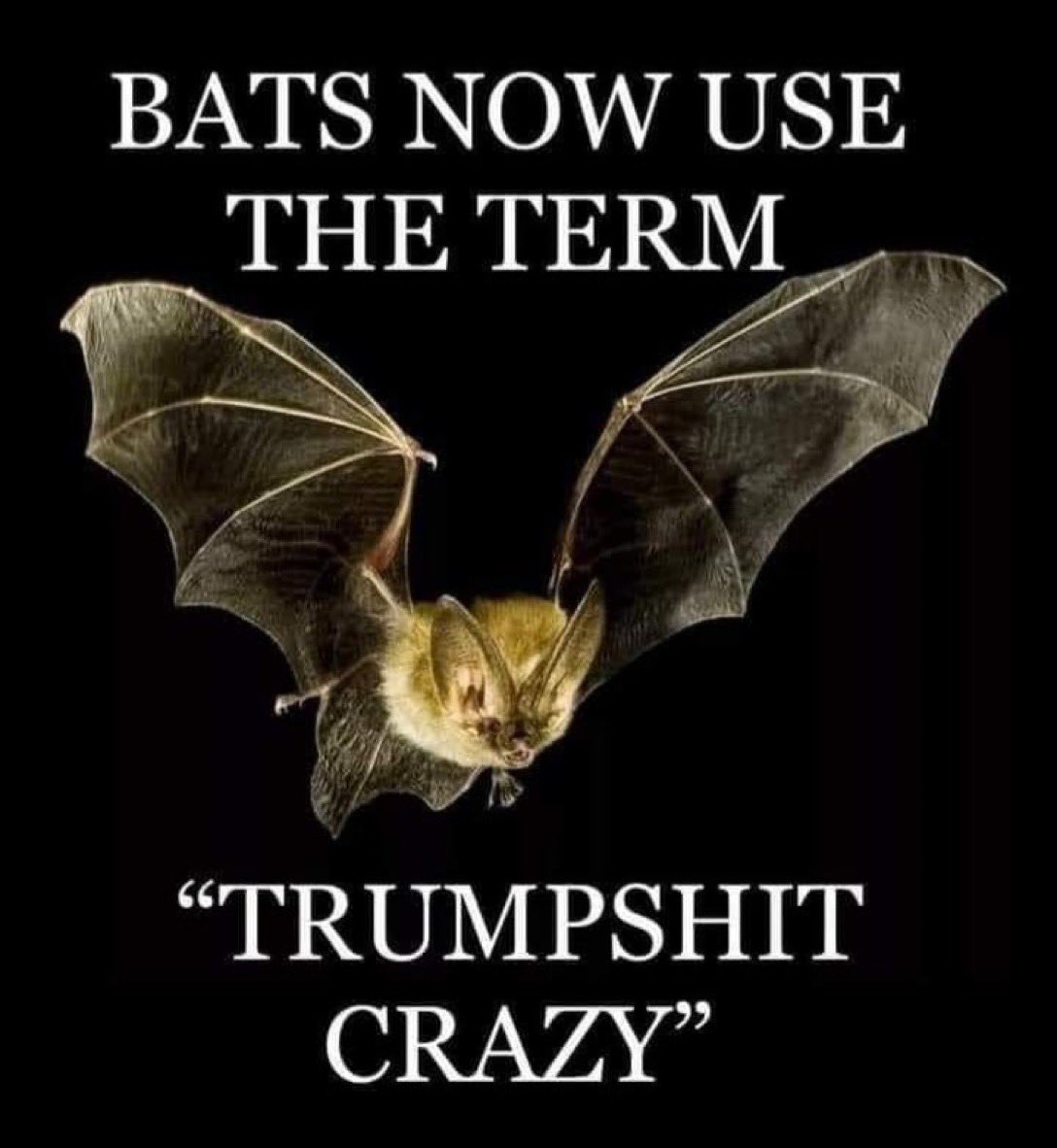 <a href="/AntiTrumpCanada/">Canada Hates Trump</a>