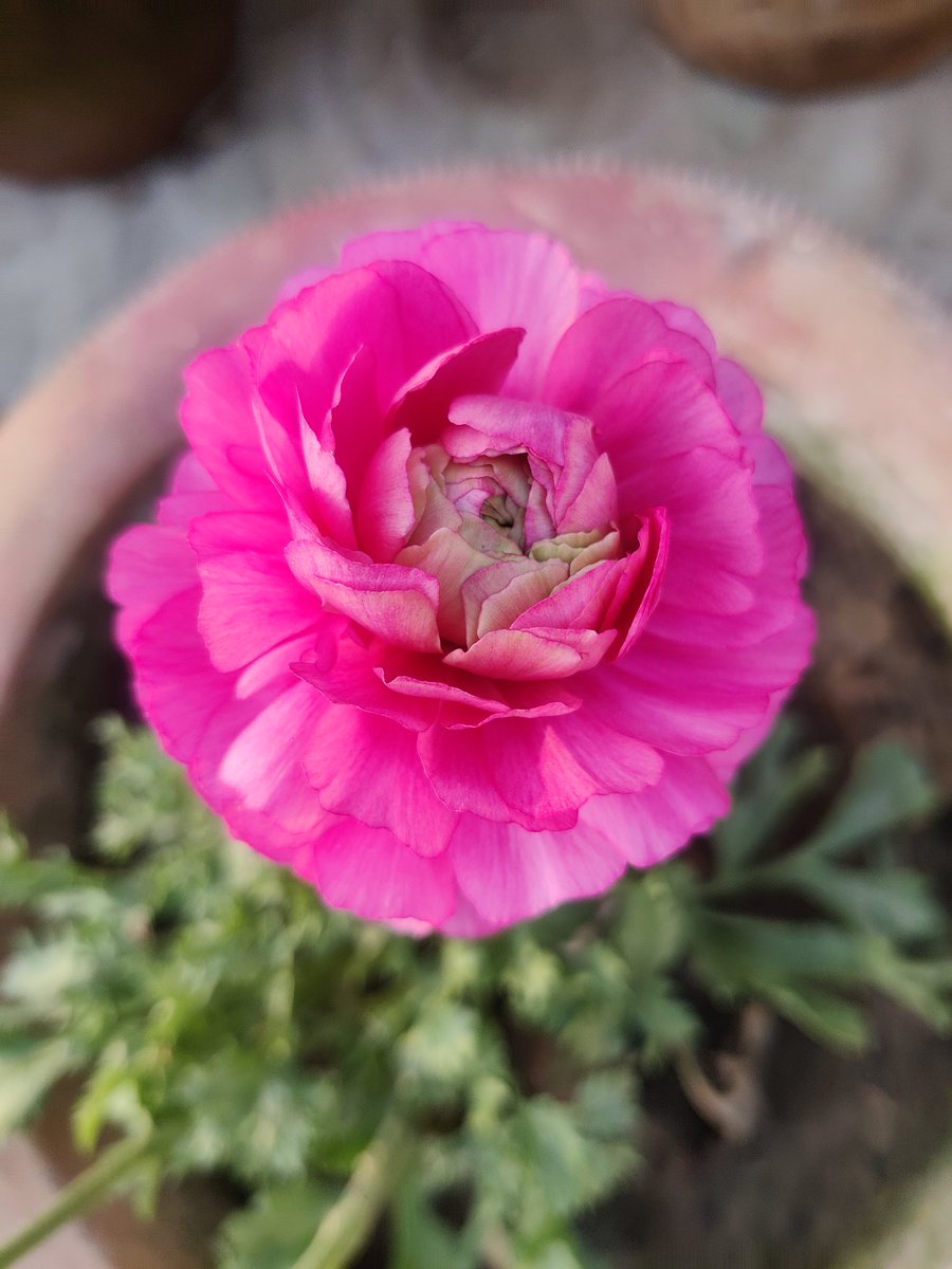 Good morning friends 🌹🙏 
Flowers #gardening #nature