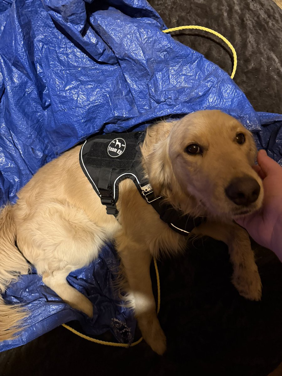 ItsMooga's tweet photo. The baby boy doesn’t know what to do about his new @JoinTeamK9 harness 😂😂😂 (he loved the walk he got after tho!) https://t.co/kthQcFJ5N2