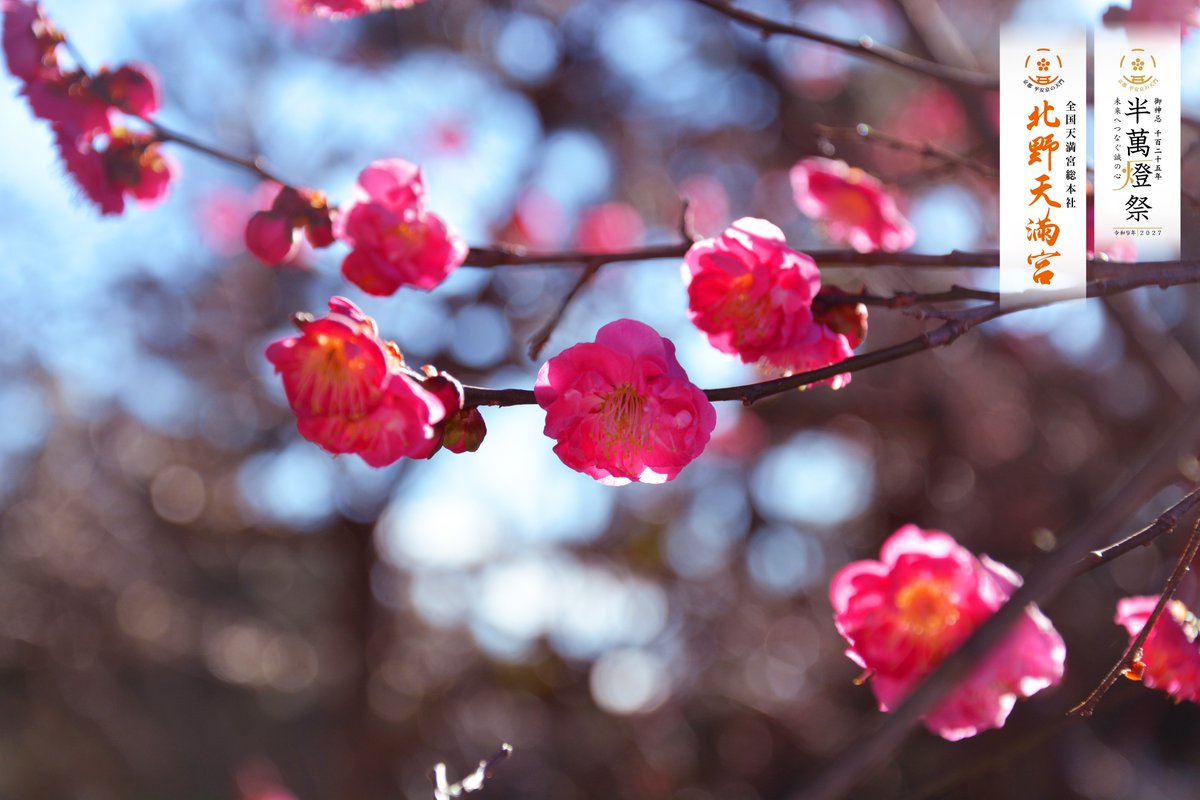 境内の梅が少しづつ開花し始めております
#京都 #北野天満宮 #梅通信 #開花
