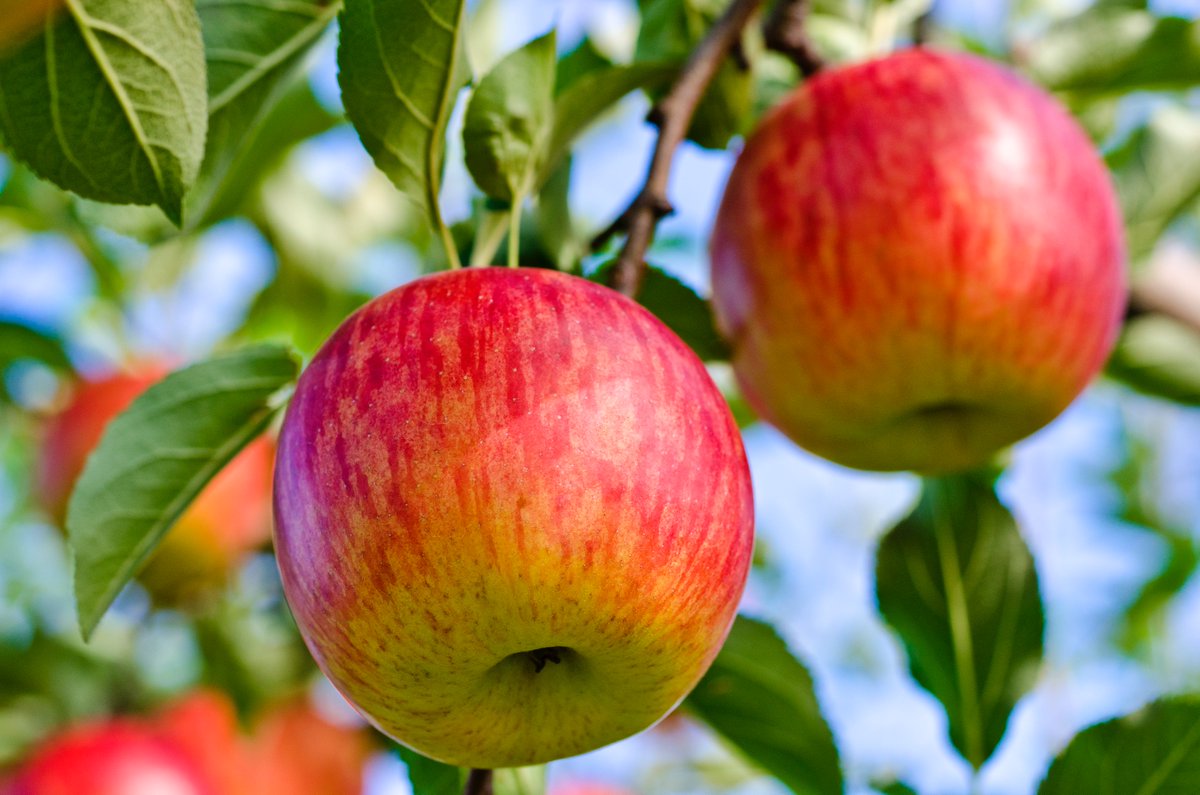 armstronggarden's tweet photo. Do you like fruit? You can add some of the best varieties of fruit trees to your landscape perfect for the Southern California climate - on sale. Select 5 gal. bare root fruit trees will be 22.99. Reg. 59.99 and 4-inch blueberries will be 8.99, Reg. 16.99 Planting now ensures strong roots for a great harvest come summer and fall. Sale runs 1/23- 1/25 Find a location: https://t.co/fDEH2ix7Zs #Deal