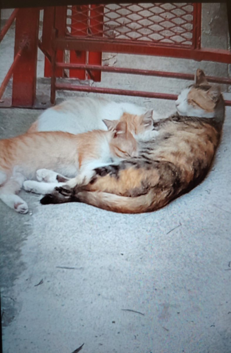 AnimalistasURU's tweet image. Se trata de una gata hembra castrada, con  2 cachorros nacidos entre el 14 y 15 de octubre.
1 gatito macho amarillo y la otra es 1 gatita hembra blanca y amarilla.
Viven en la calle permanente con riesgo de accidentes o perros agresivos.
Se encuentran en el prado.
Cel. 091933339