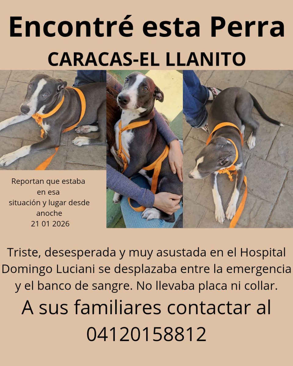 gracon27's tweet image. #Caracas
#ElLlanito
Esta perrita apareció por el hospital Domingo Luciani.
Lamentablemente no tiene collar ni plaquita.
Favor difundir🙏🏼🐕🤎🤎🤎
Gracias🤗🇻🇪