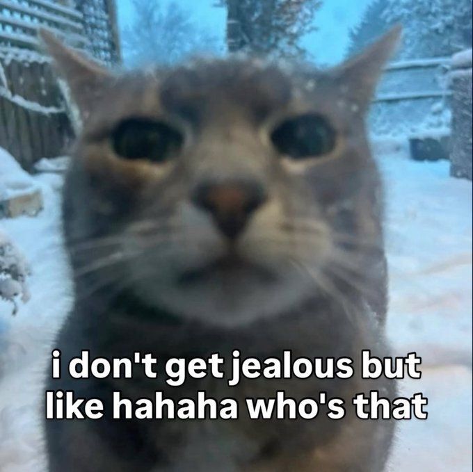 Tweets Of Cats (@tweetsofcats) on Twitter photo 