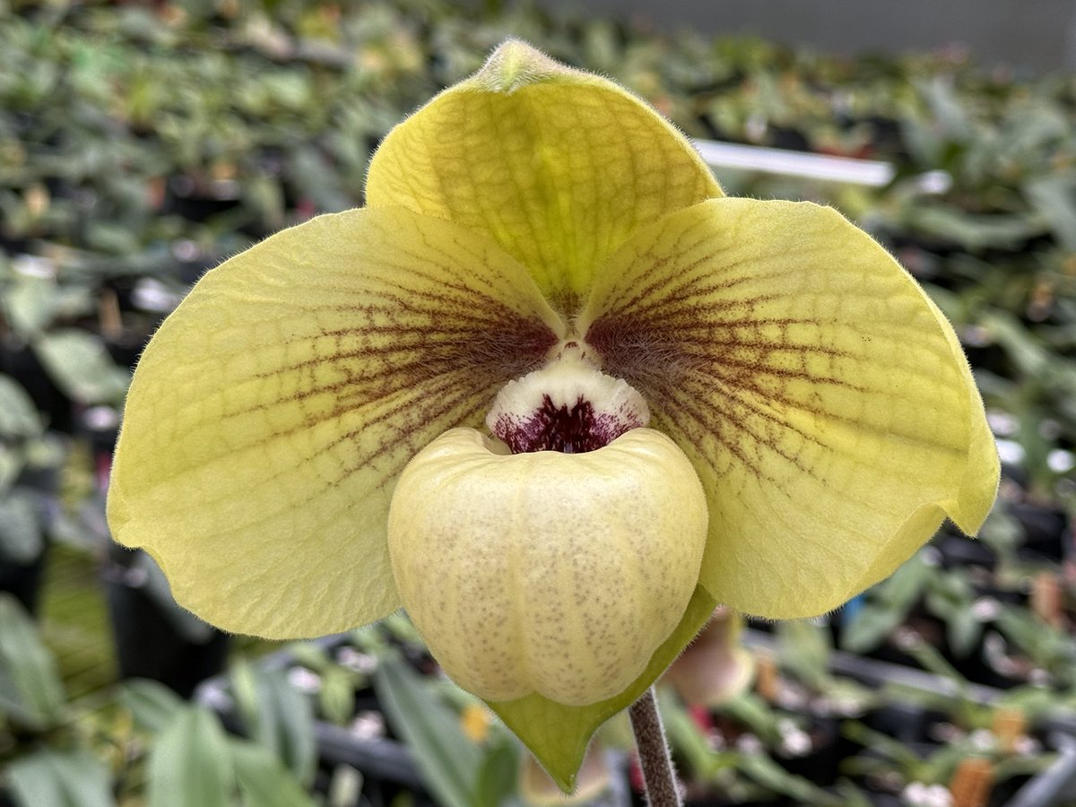 Paph. Shun-Fa Golden