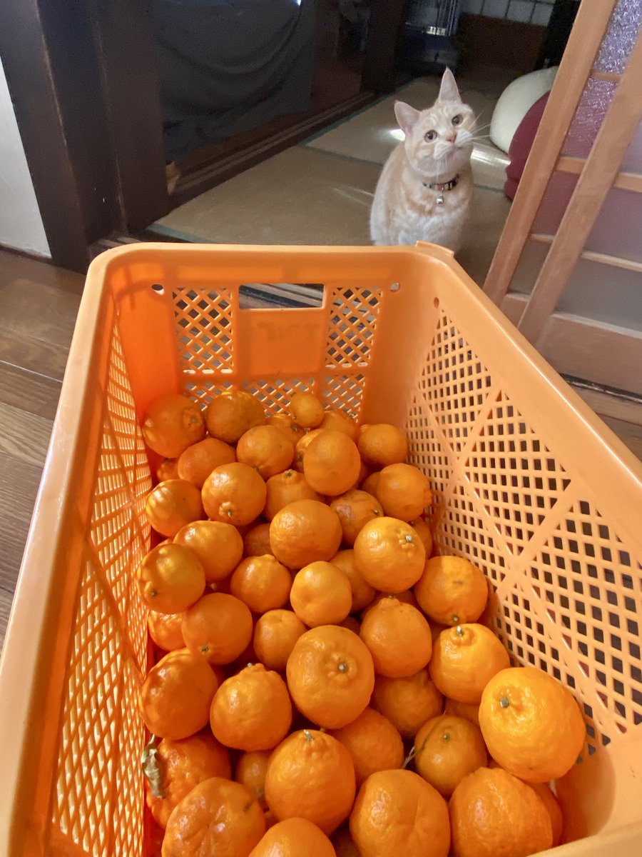 ボロンコ🐈Hostel8/32ｵｰﾅｰ🐈 tweet media