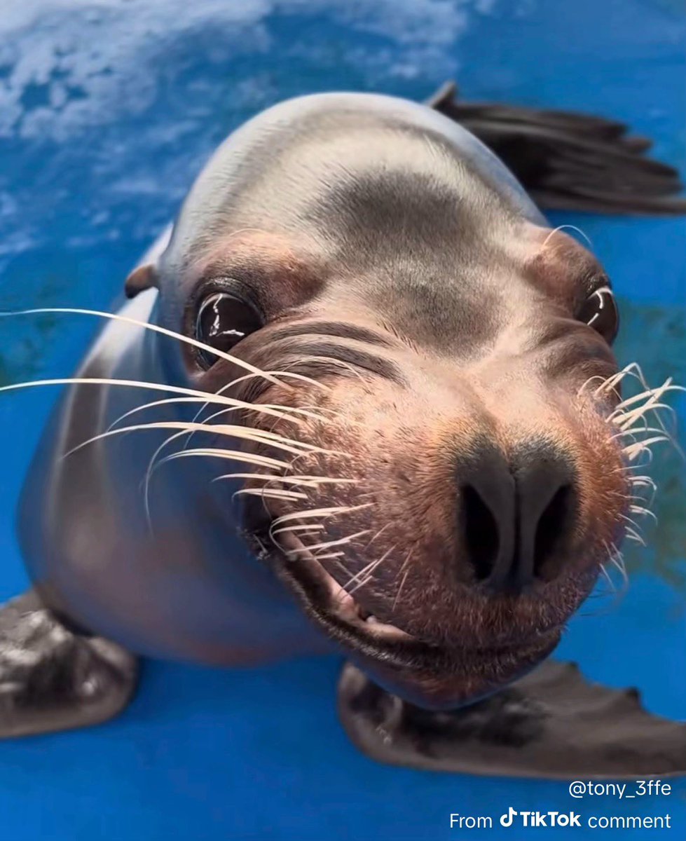 termitebrain's tweet image. Geno