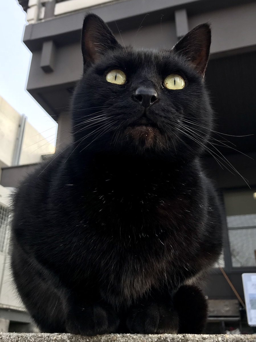 時をかける猫ニャ549 