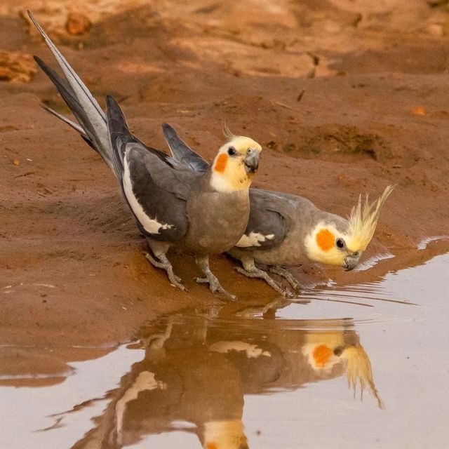 Cockatiel tweet media