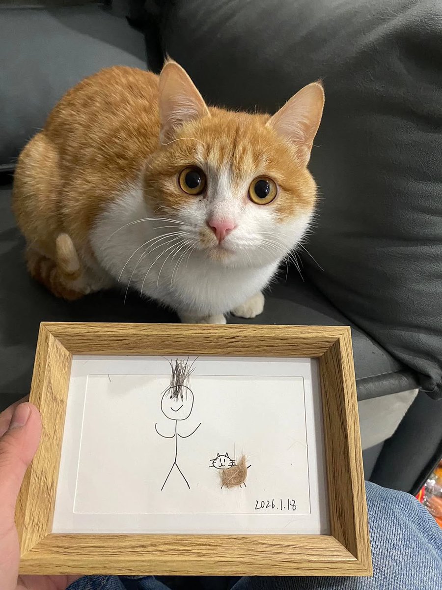 NoCatsNoLife_m's tweet image. A masterpiece made of fur and love