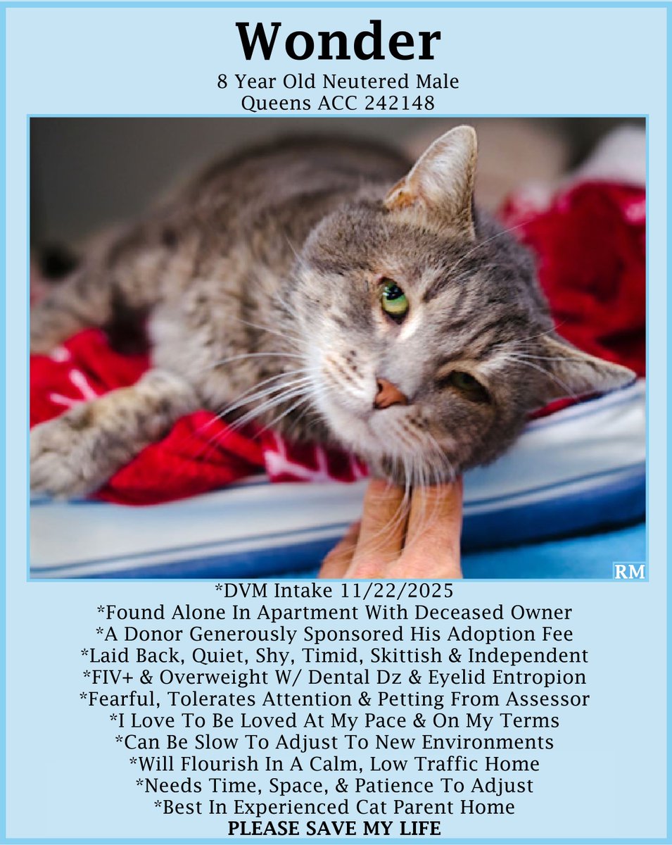 🆘URGENT🆘SENIOR ALERT🙏🏾PLEASE KEEP SHARING🆘
🙏🏾PLEASE #PLEDGE 2 SAVE MY LIFE
💝Fearful 8YO #Senior Gray #Tabby Kitty "WONDER"💝
💔😿Brought In By Police, FIV+ &amp; Overweight W/ Dental Dz
🚨Still Needs #Adoption #Rescue #Foster🚨
▶️242148 facebook.com/photo/?fbid=11…
#Queens #NYCACC