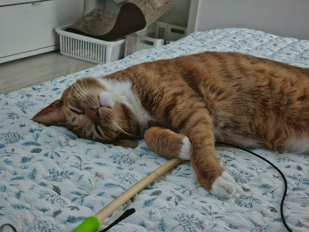 ise_mmomm's tweet image. 장시간 수면 후 기상했을 때 가장 가슴 아픈 순간,.
침대에 장난감 물어다 놓은 걸 봤을 때